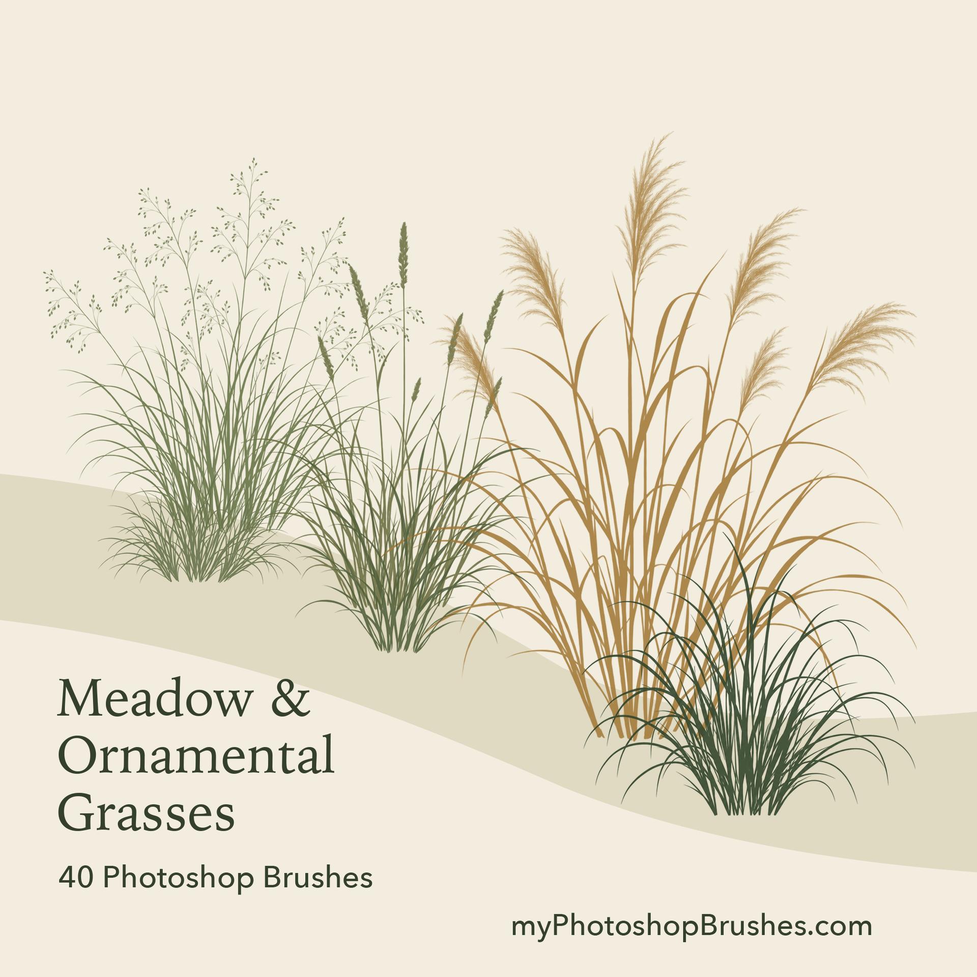 Olive and golden grass clumps follow a curved planting bed on warm ivory, with airy stems behind darker arching leaves and the title in the lower-left opening.