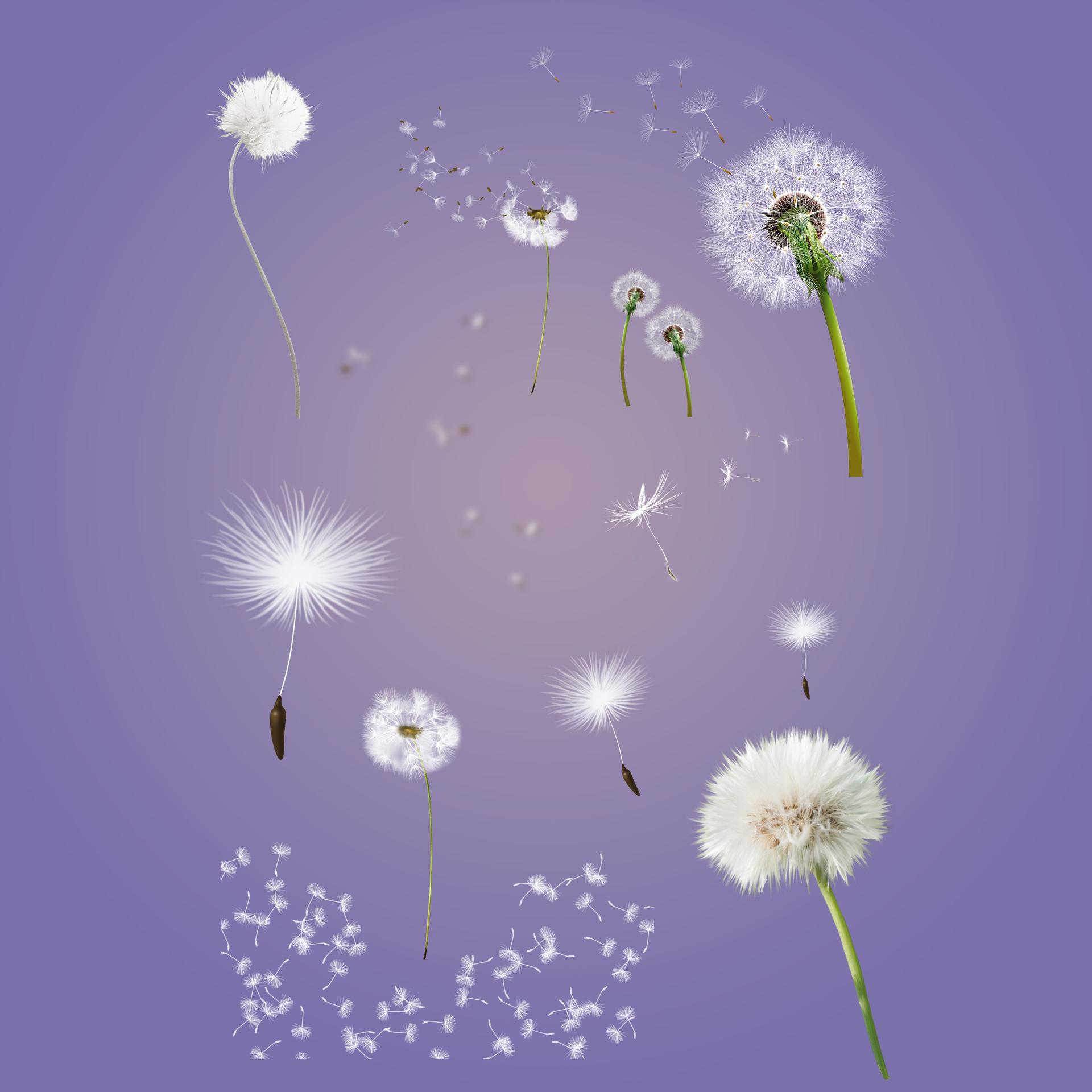 Dandelion Free PSD